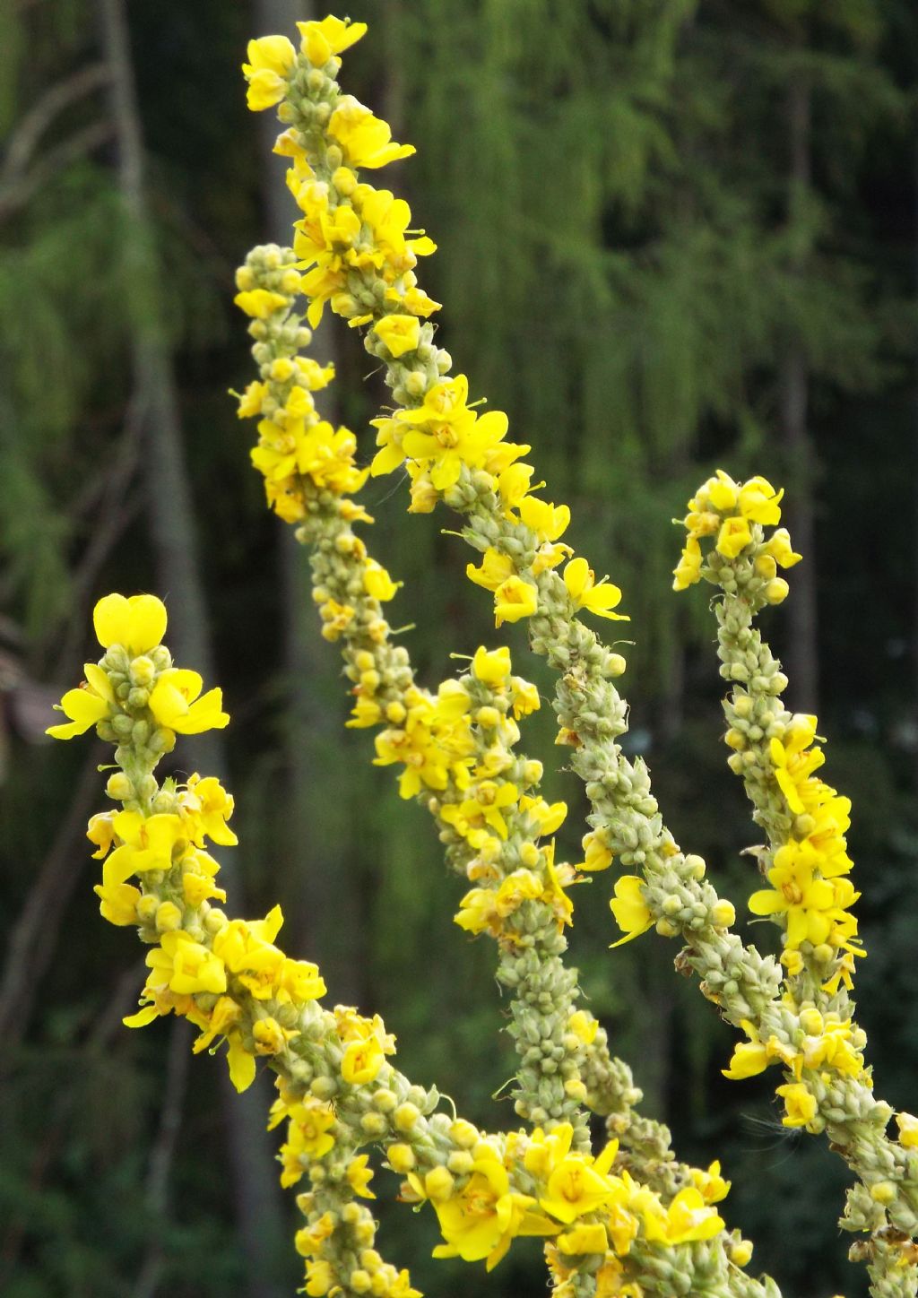 Verbascum cfr. lychnitis (Lamiales - Scrophulariaceae)